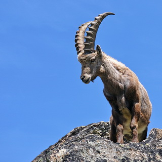 Ibex